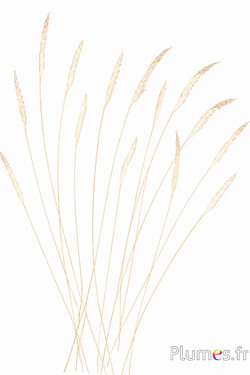 Fagiano freccia - 60-70 cm - bianco-crema